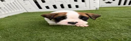 Boxer dogs for sale: Boxers - Advert 13