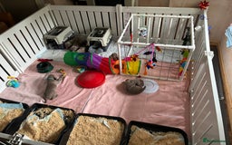 Weimaraner dogs for sale: 1 boy unexpectedly available from a super litter - Image 7