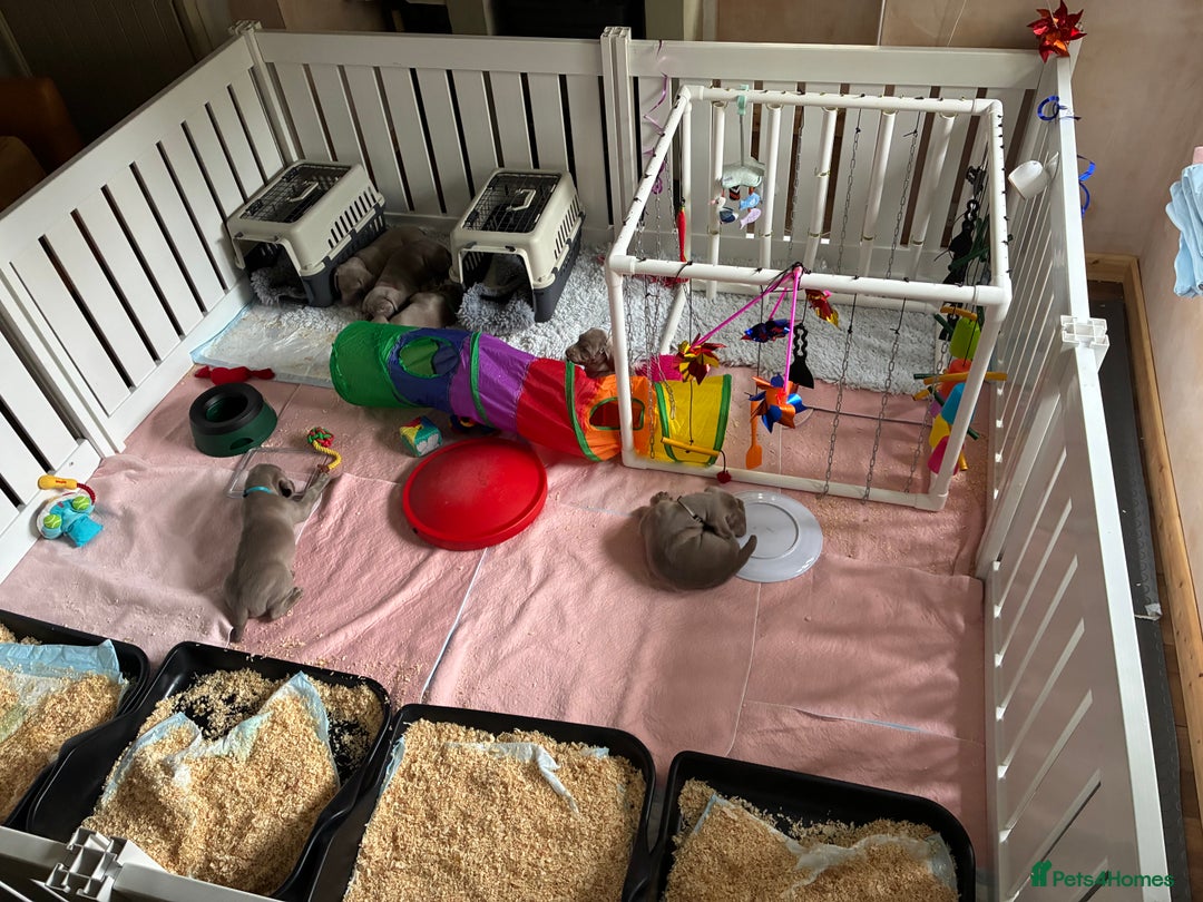 Weimaraner dogs for sale: 1 boy unexpectedly available from a super litter - Image 7