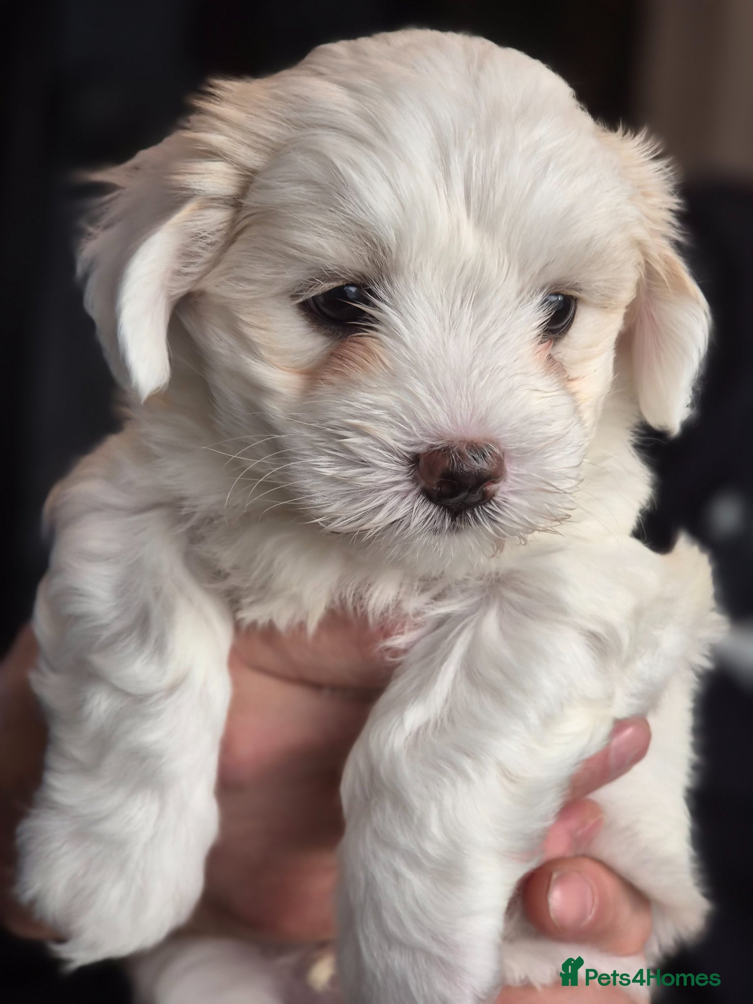 Maltese dogs for sale: Sold  - Advert 1