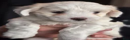 Maltese dogs for sale: Sold  - Advert 1