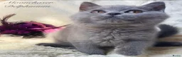 British Shorthair cats for sale: Gorgeous British Shorthairs Available - Registered - Advert 6