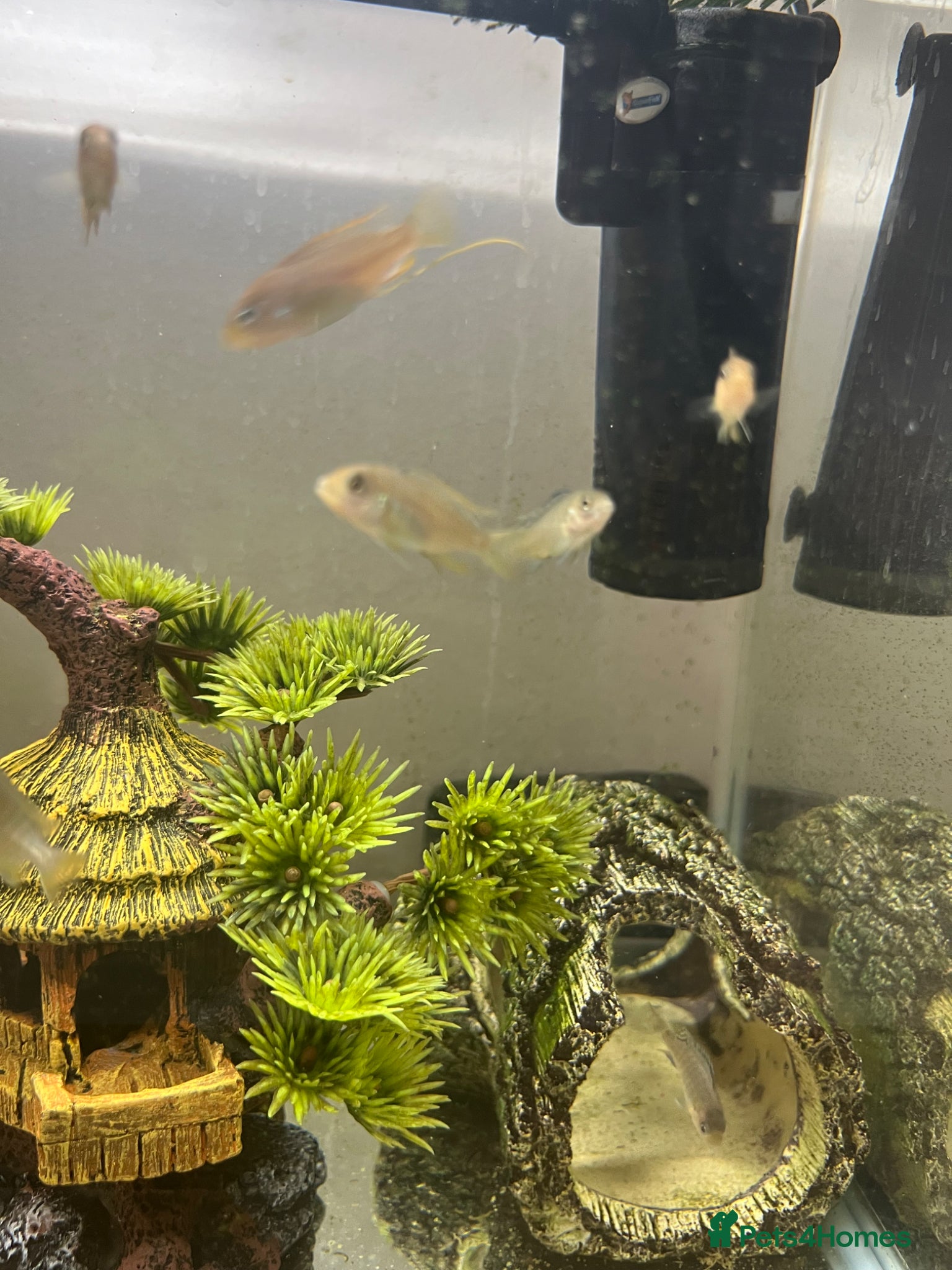 Cichlids fish African cichlids - Advert 1