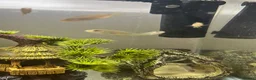 Cichlids fish for sale: African cichlids - Advert 1