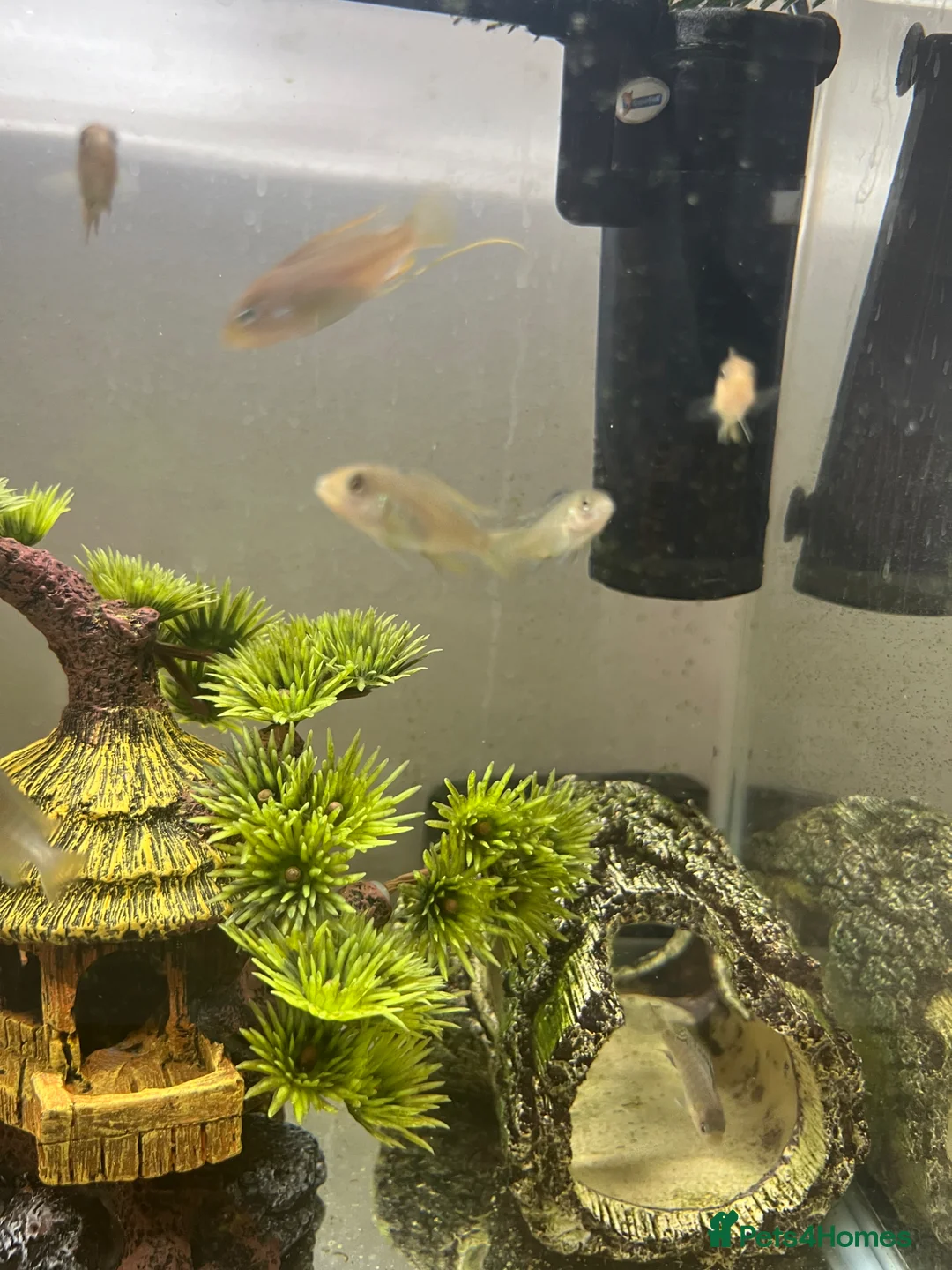 Cichlids fish for sale: African cichlids - Advert 1