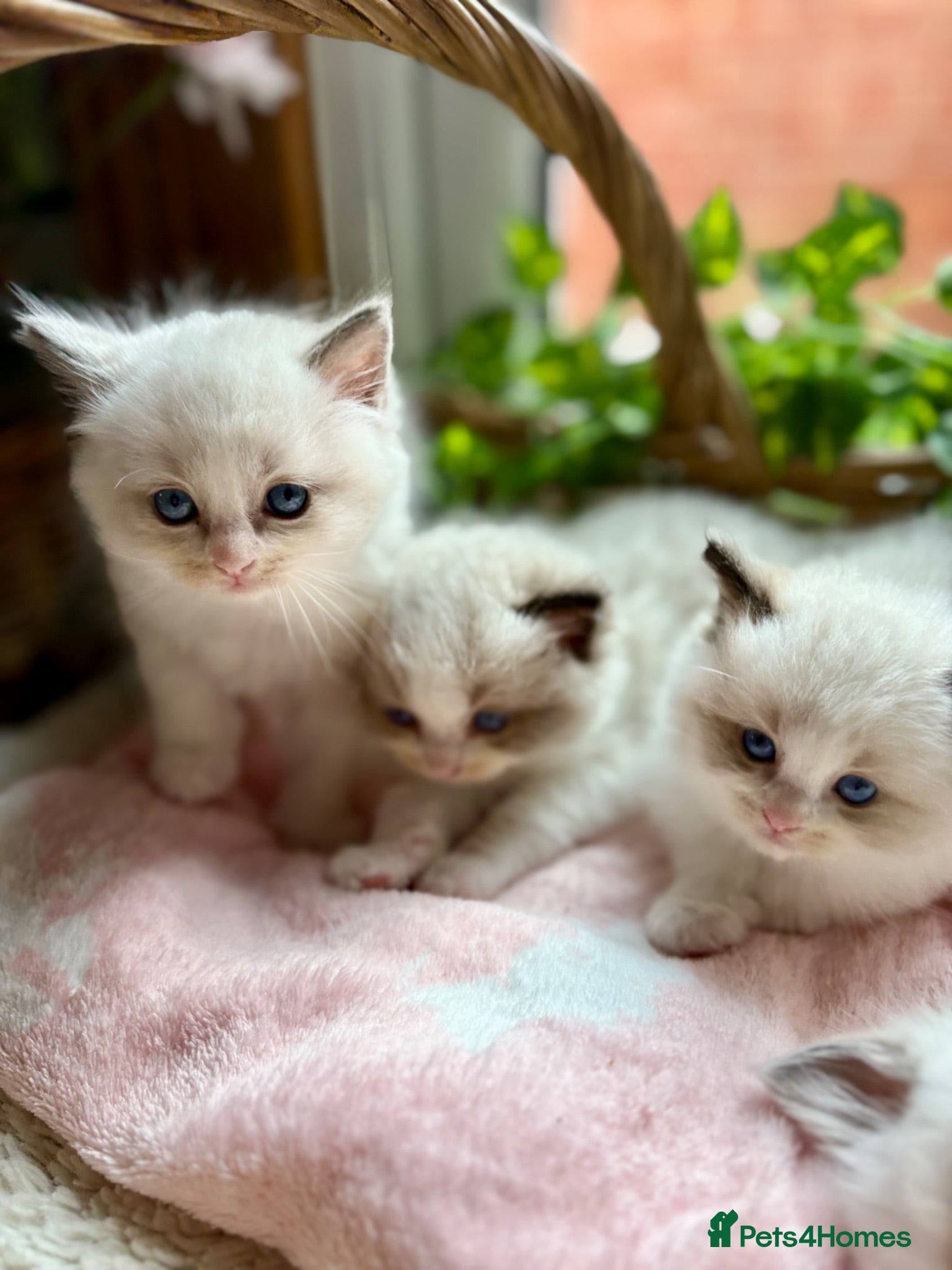 Ragdoll cats 🏆✨  Health Tested, Champion Ragdoll kittens ✨🏆 - Advert 15