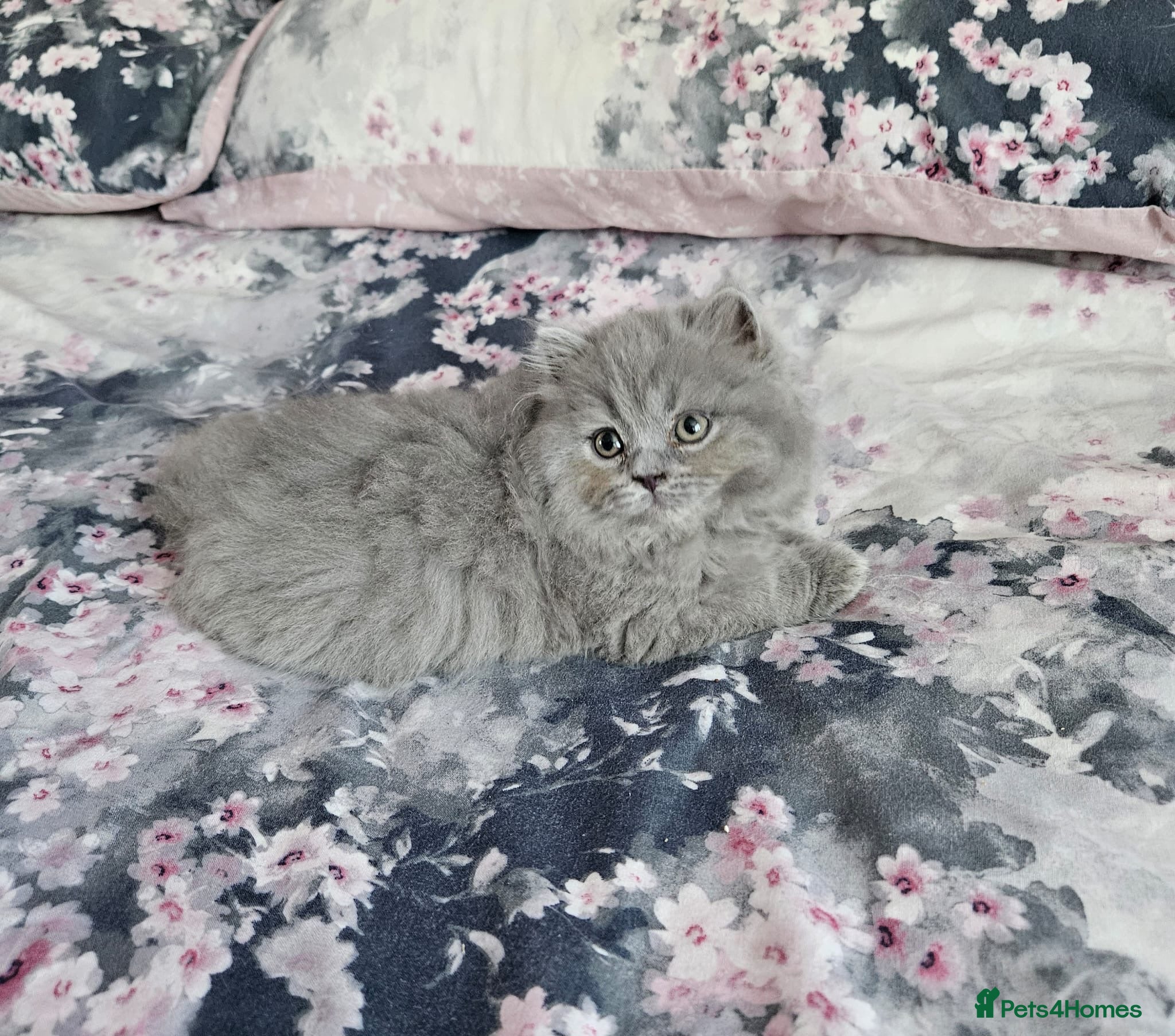 British Shorthair cats Two blue British long haired boys READY NOW - Advert 2
