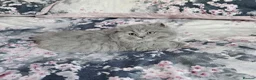 British Shorthair cats for sale: 10 WEEK OLD BLUE BRITISH LONGHAIR KITTEN  - Advert 2