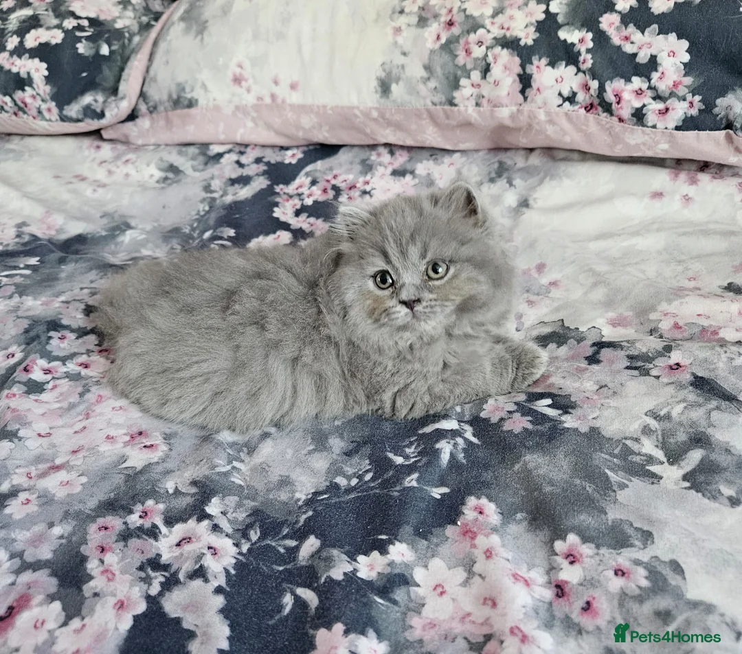 British Shorthair cats for sale: 10 WEEK OLD BLUE BRITISH LONGHAIR KITTEN  - Advert 2