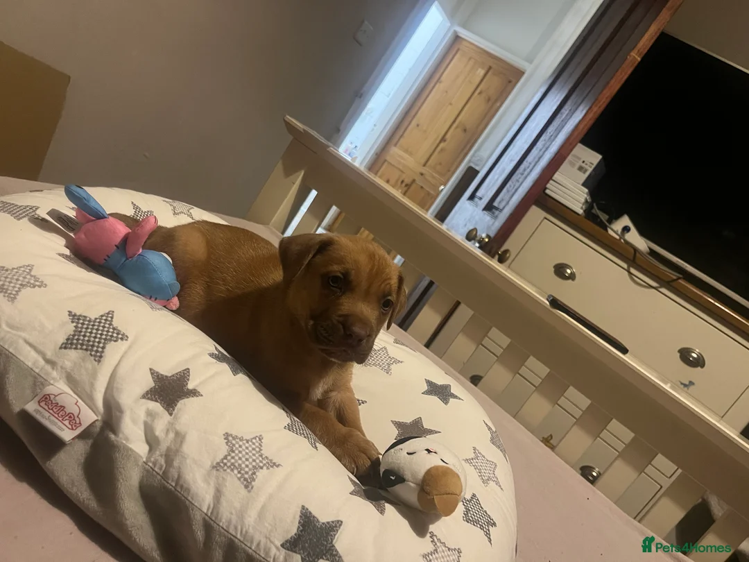 Staffordshire Bull Terrier dogs for sale: Gorgeous staffy puppy 😍 in Huddersfield - Advert 2