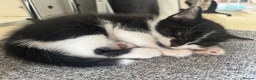 Mixed Breed cats for sale: 2 black and white kittens in Winsford - Advert 4