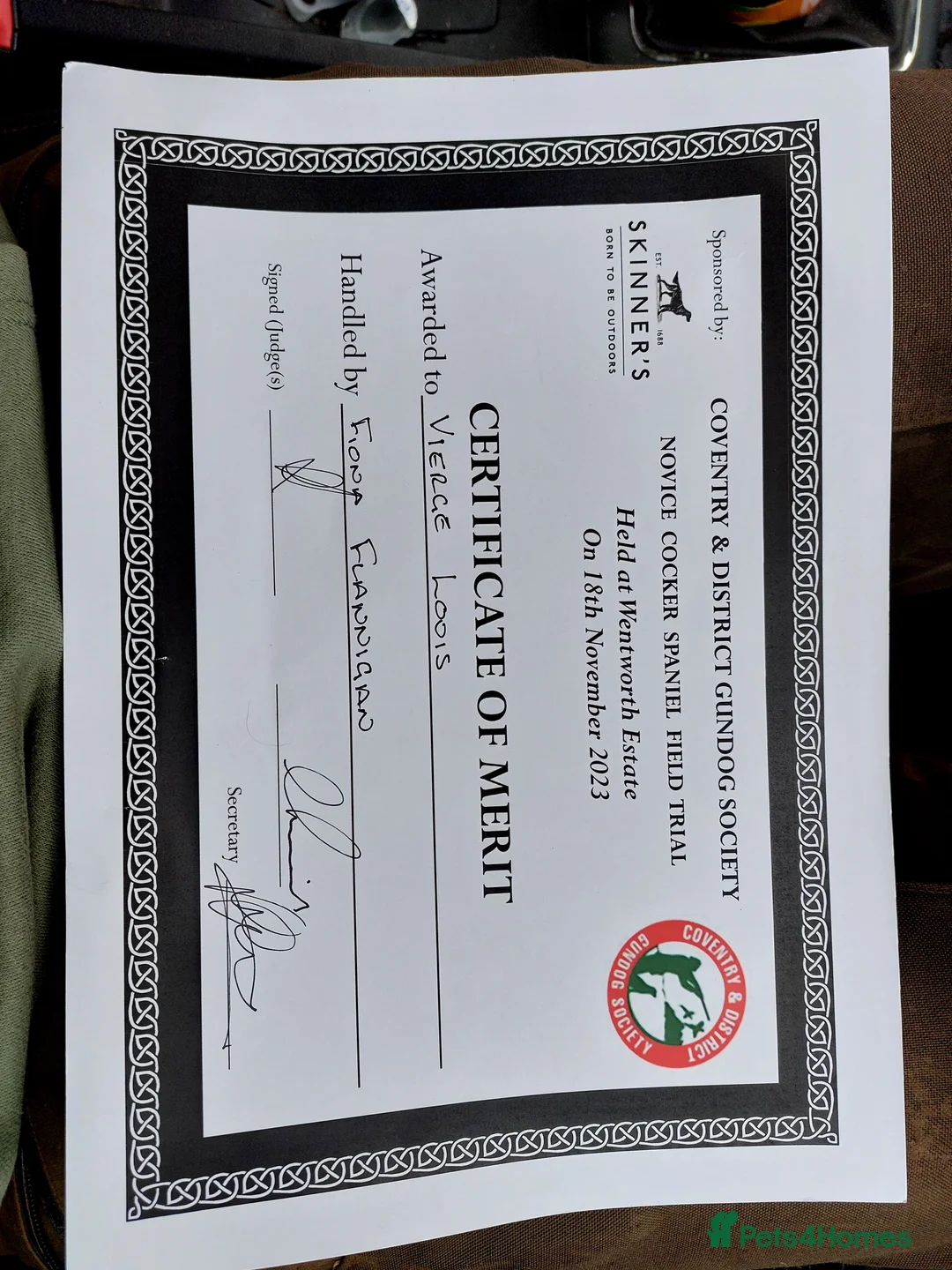 Cocker Spaniel dogs for stud: FTAW fully health tested working cocker stud in Leven - Advert 13