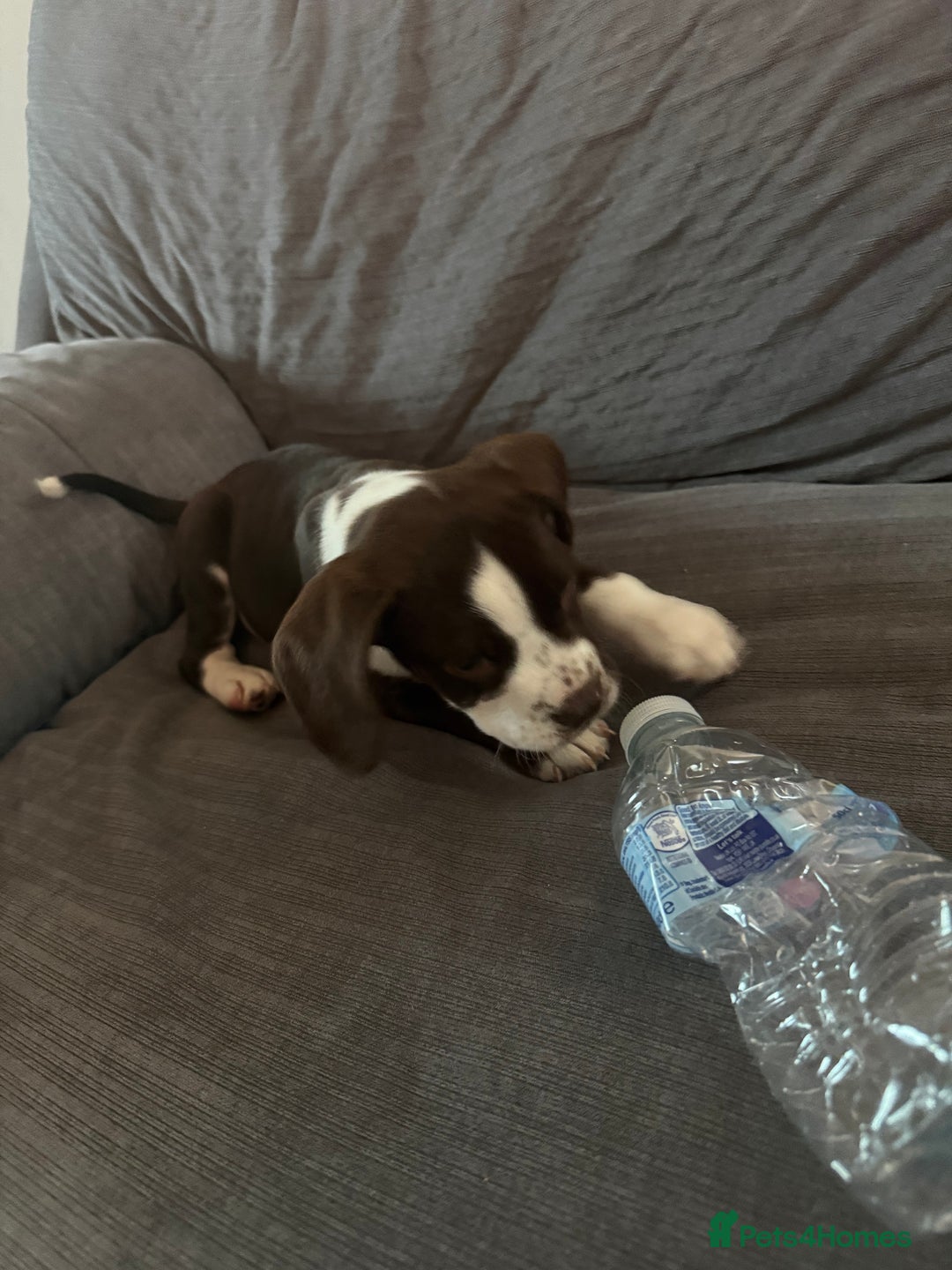 Cocker Spaniel dogs for sale: Cocker spaniel  cross bulldog  - Image 5