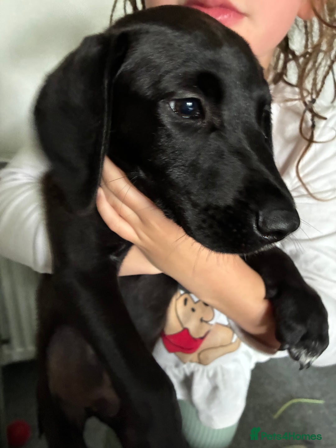 Mixed Breed dogs for sale: Puppy for sale - Image 3