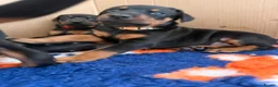 Dobermann dogs for sale: Exceptional kc pedigree dobermann puppies   - Advert 5