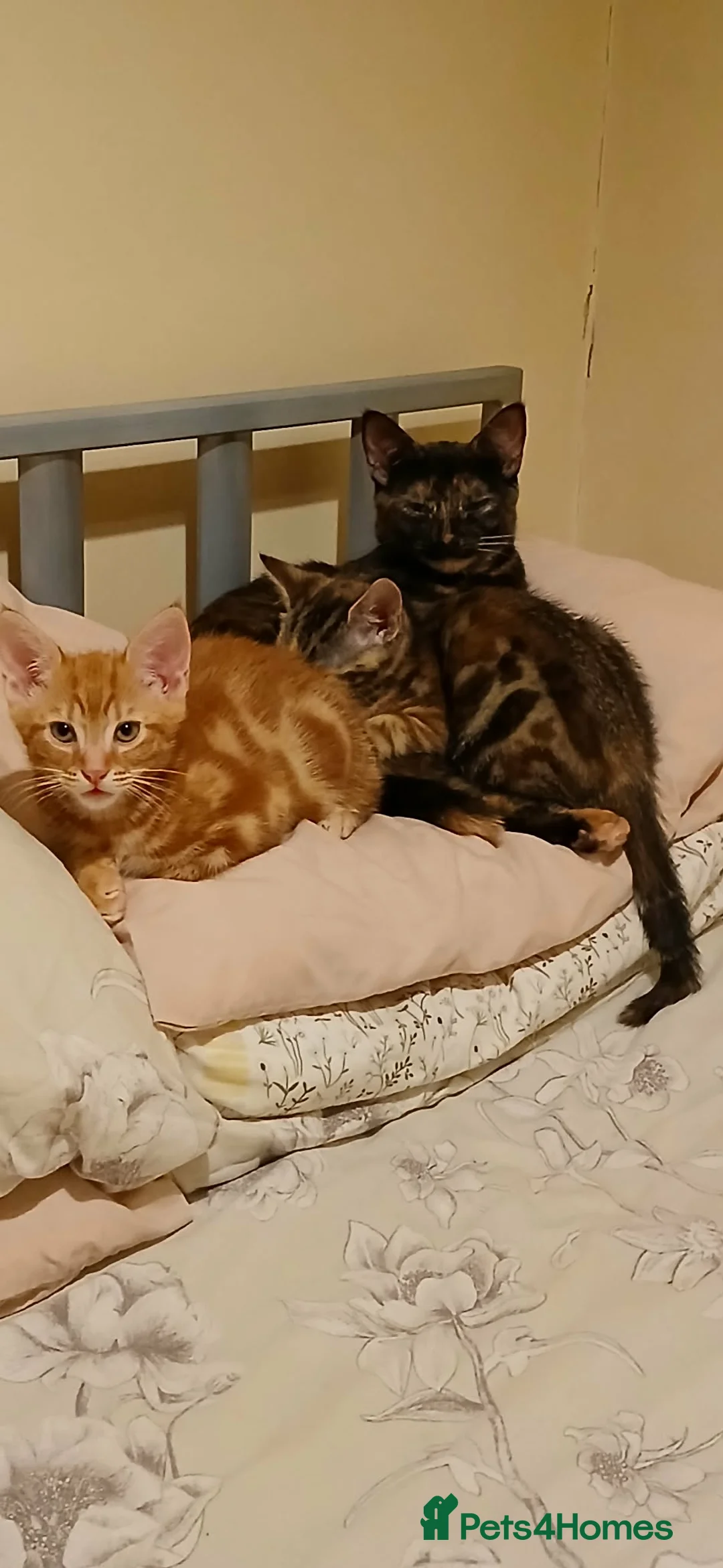 British Shorthair cats for sale: Kittens looking for a forever home - Advert 7