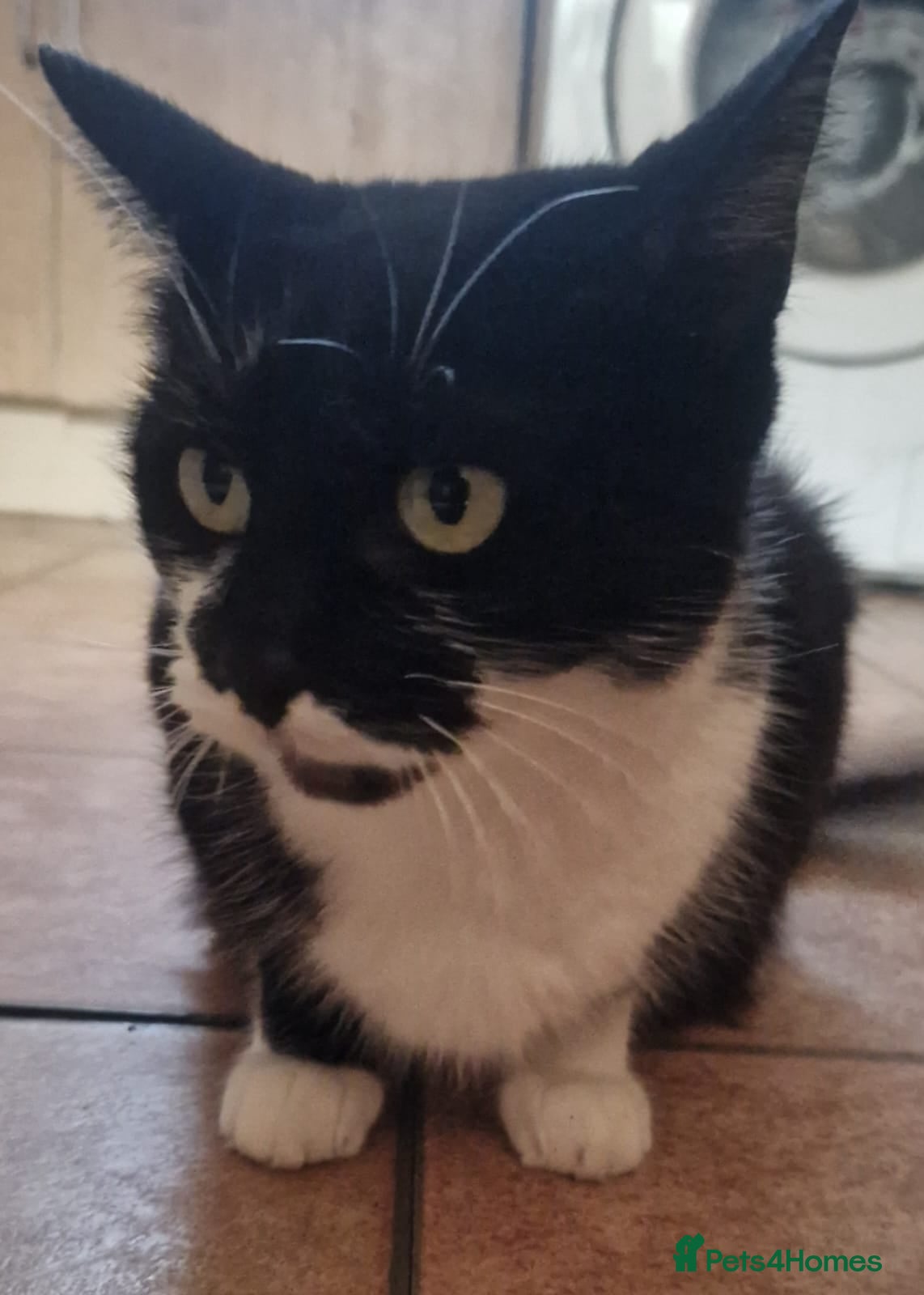 Mixed Breed cats 2 beautiful male kittens for sale  - Advert 2