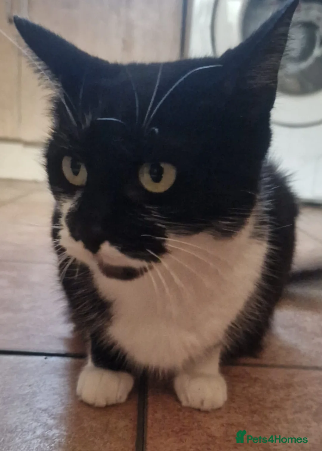 Mixed Breed cats for sale: 2 beautiful male kittens for sale  - Advert 1