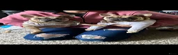 French Bulldog dogs for sale: ❤️ BONDED FRENCHIE SISTERS ❤️  - Advert 5