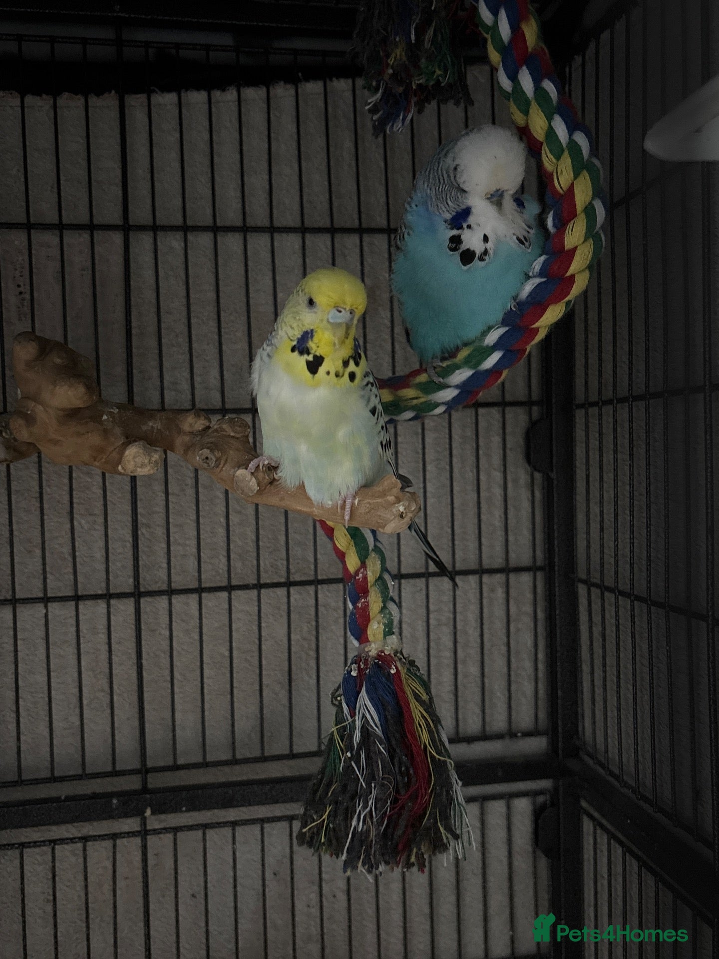 Budgerigars birds X2 budgies for sale  - Advert 1