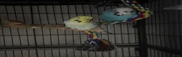 Budgerigars birds for sale: X2 budgies for sale  in Basingstoke - Advert 1