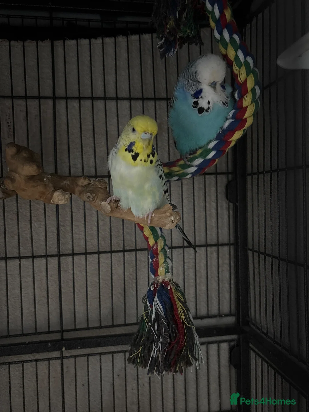 Budgerigars birds for sale: X2 budgies for sale  in Basingstoke - Advert 1