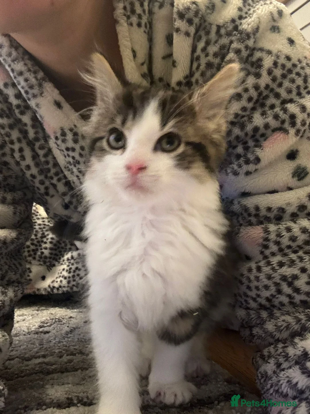 Mixed Breed cats for sale: Maine coon xxx  - Advert 2