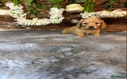 Miniature Dachshund dogs for sale: miniature long coat dachshunds - Image 8