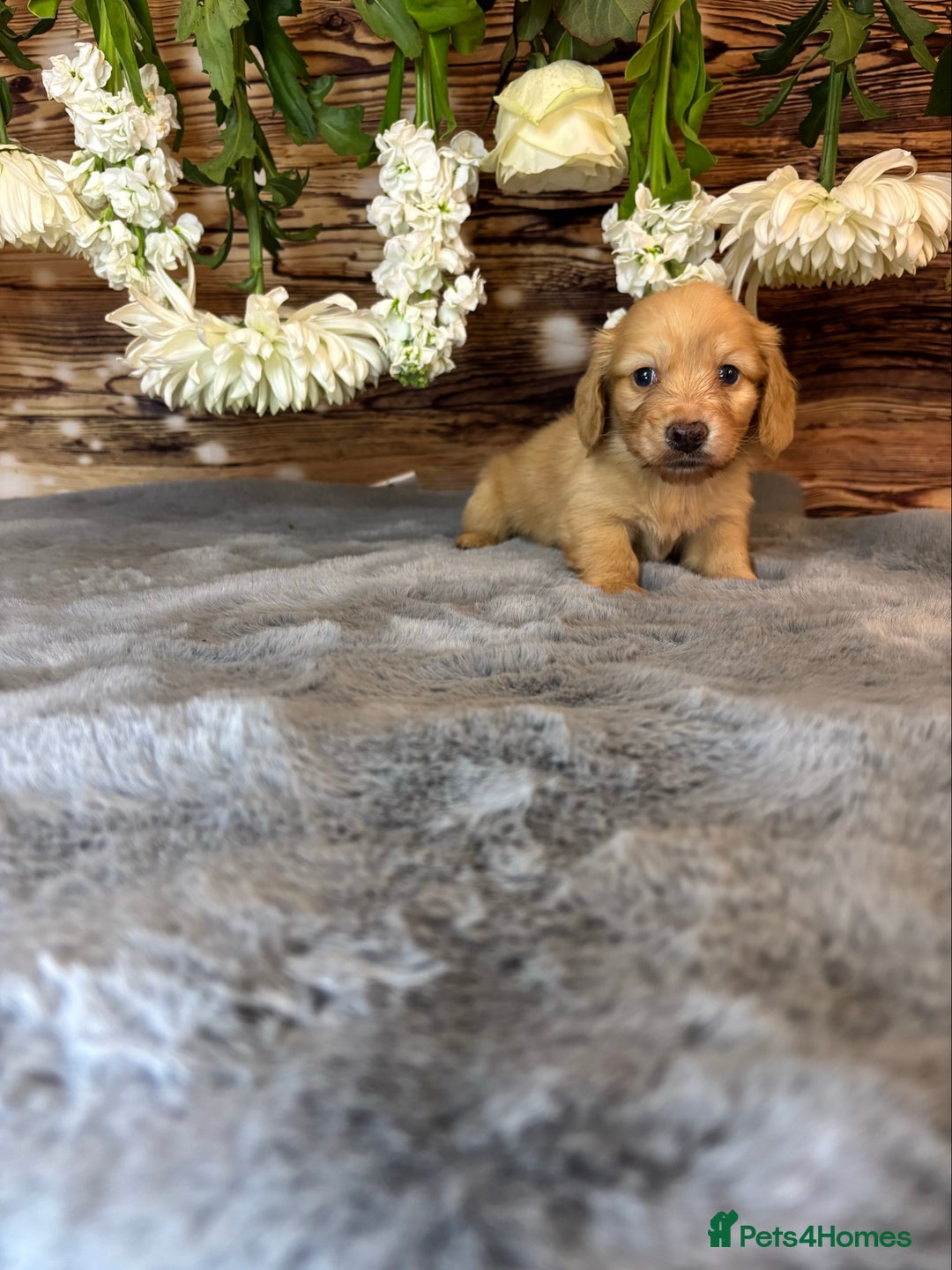 Miniature Dachshund dogs for sale: miniature long coat dachshunds - Image 8