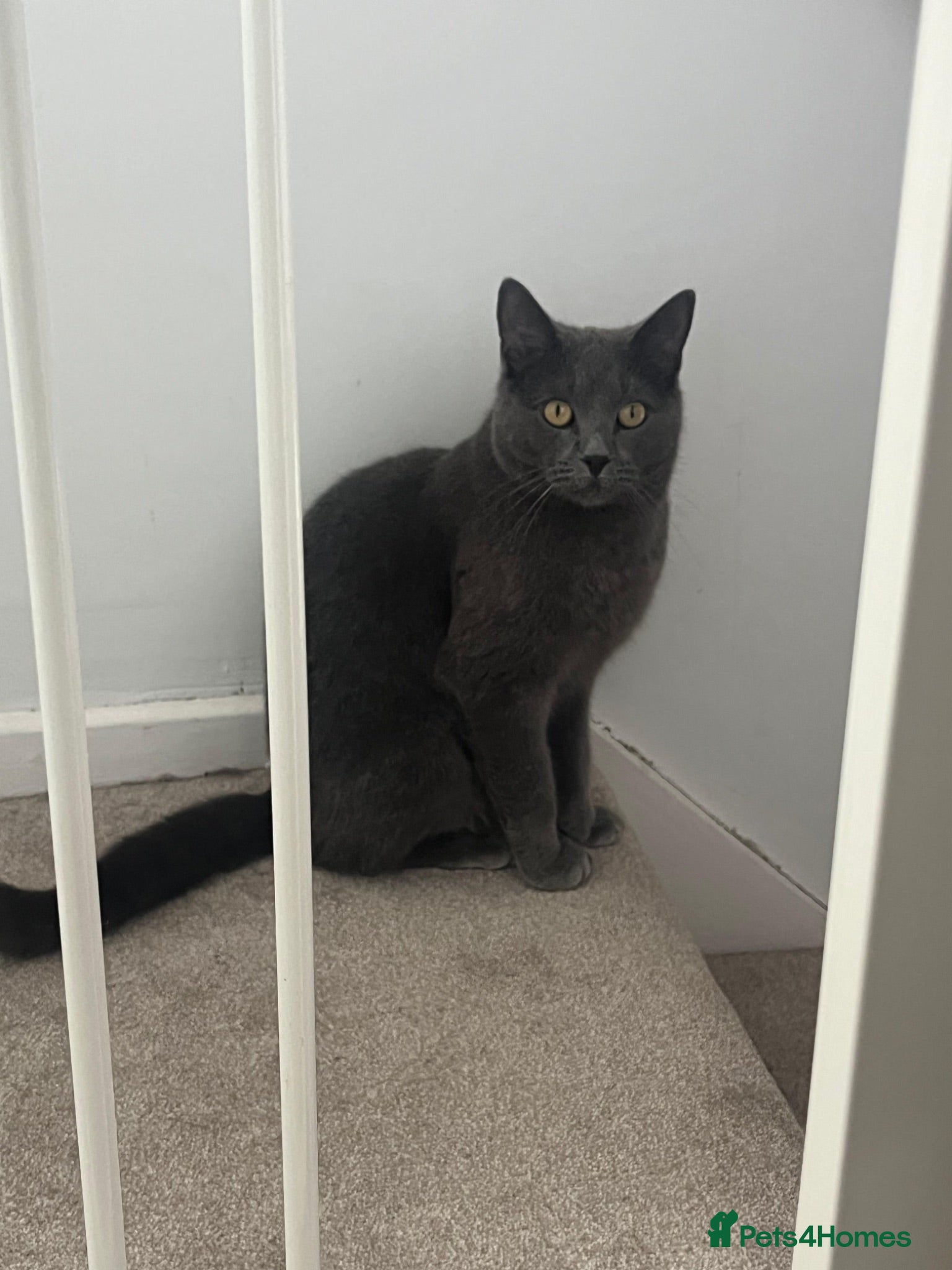 Mixed Breed cats russian blue x british shorthair - Advert 1