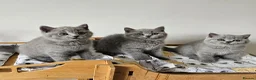British Shorthair cats for sale: Beautiful British shorthair blue kittens NEUTERED - Advert 9