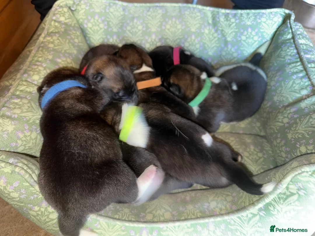 Akita dogs for sale: 🐶🐾🐶🐾 Beautiful Kc reg Akita puppies 🐾🐶 - Advert 5