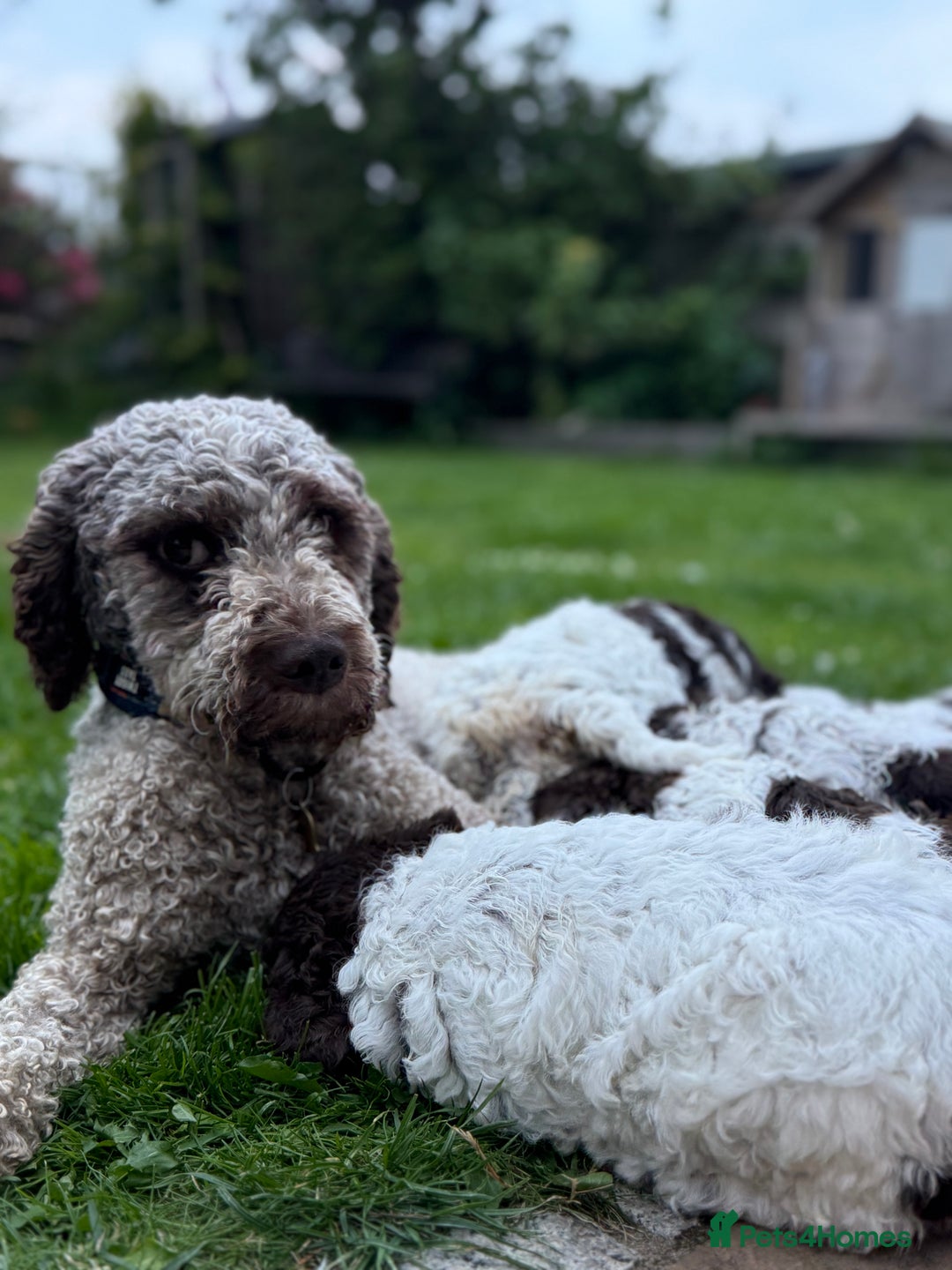 Lagotto Romagnolo dogs for sale: READY TO LEAVE, LAST ONE Puppies Italian Water dog in Preston - Image 11