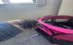 Mixed Breed cats for sale: 3 kittens for sale - Image 6