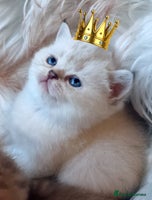 British Shorthair cats GOLDEN TABBY, WHITE COLOURPOINT BRITISH SHORTHAIR - Advert 3