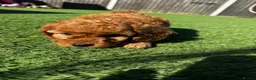 Cavapoo dogs for sale: Beautiful Red F1b Cavapoo - Viewings now welcome - Advert 11