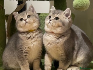 British Shorthair cats 3 GCCF British Shorthair Kittens– Champion Lines - Advert 5