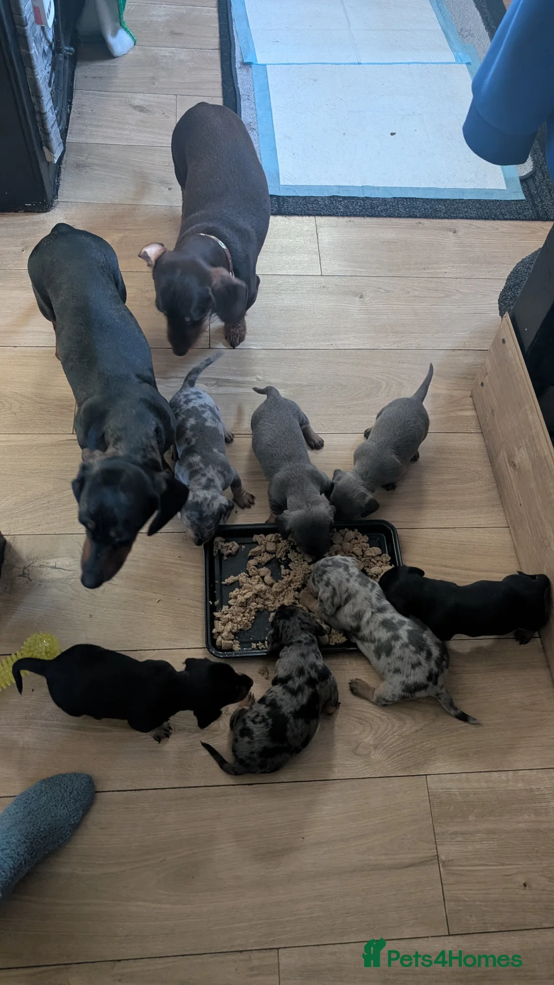 Dachshund dogs for sale: Miniature dachshund   - Advert 1