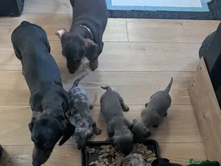 Dachshund dogs Miniature dachshund - Advert 1