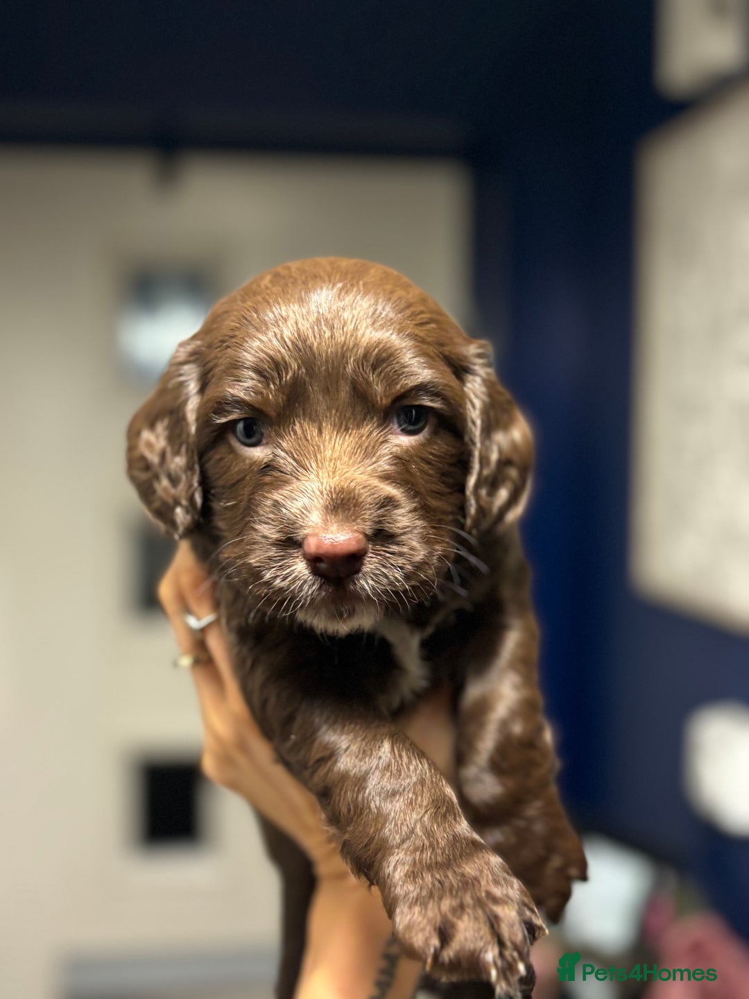 Mixed Breed dogs for sale: Spaniel cross staffy pups  - Advert 1