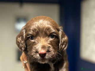 Mixed Breed dogs Spaniel cross staffy pups - Advert 4