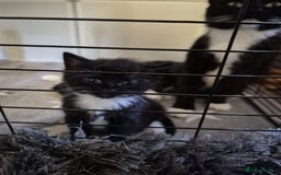 British Shorthair cats for sale: Two kittens  - Image 6