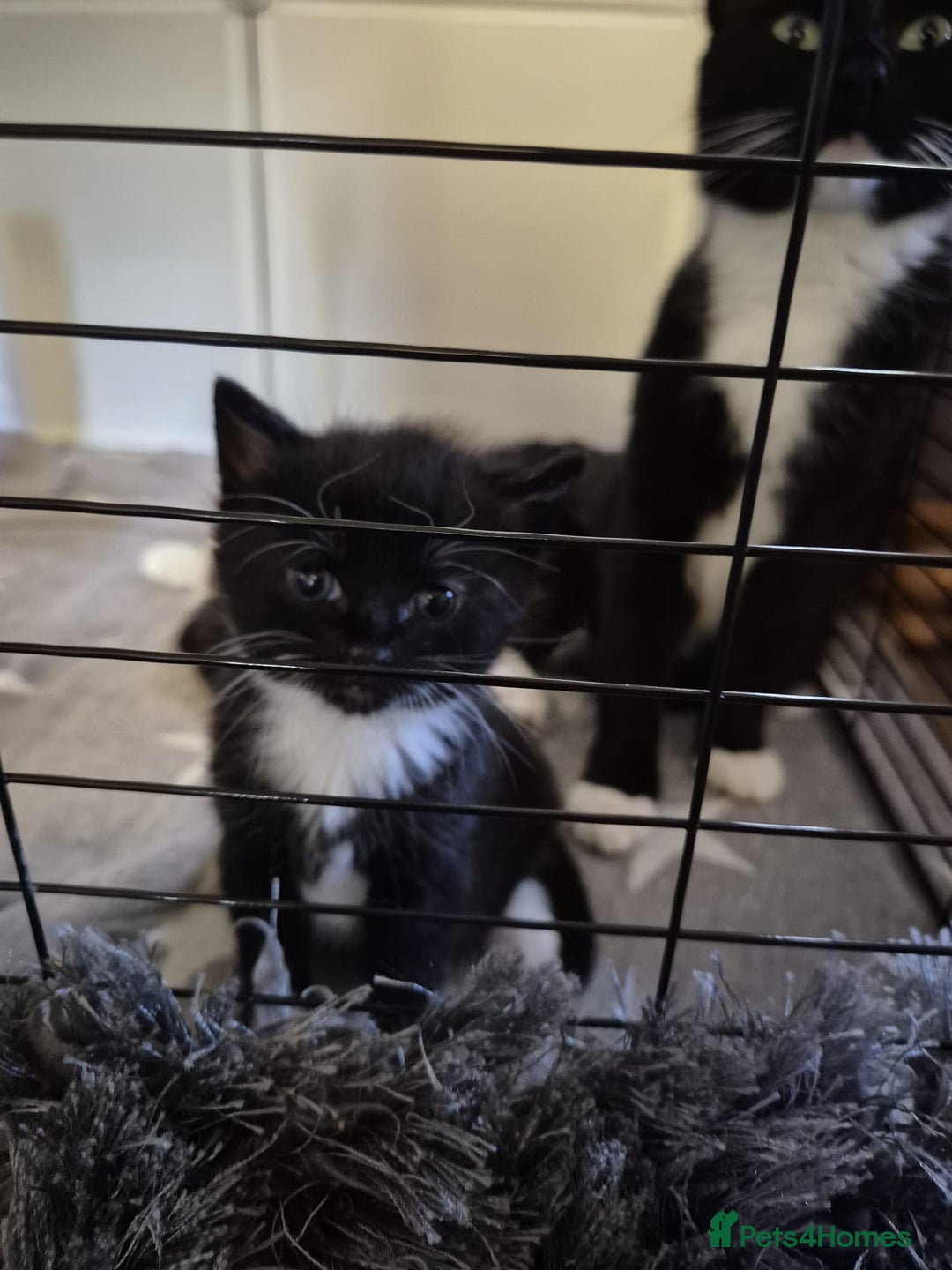 British Shorthair cats for sale: Two kittens  - Image 6
