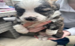 Mixed Breed dogs for sale: Chihuahua pups  - Image 3