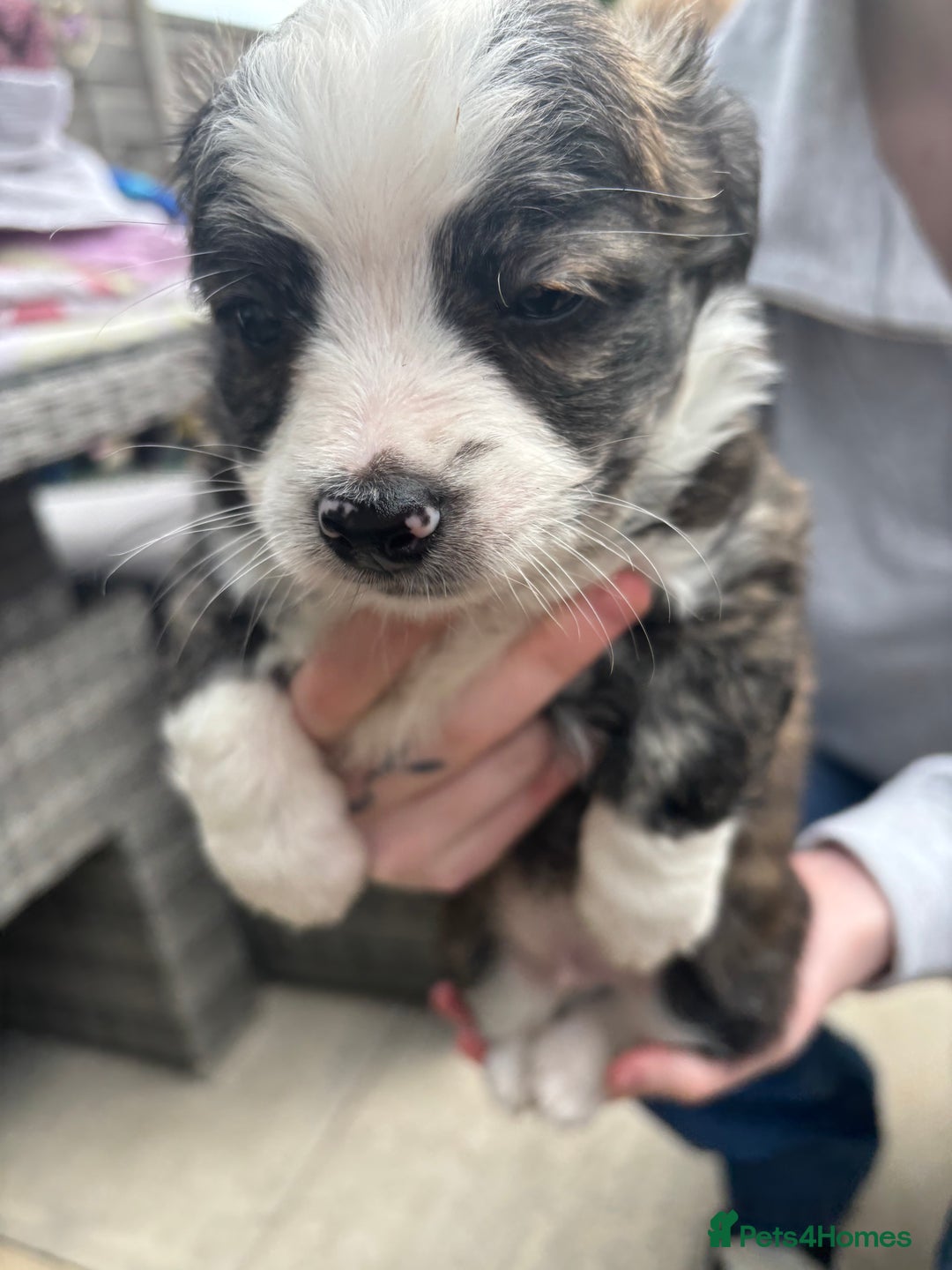 Mixed Breed dogs for sale: Chihuahua pups  - Image 3
