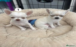 Chihuahua dogs for sale: Gorgeous full chihuahua pups  - Image 9