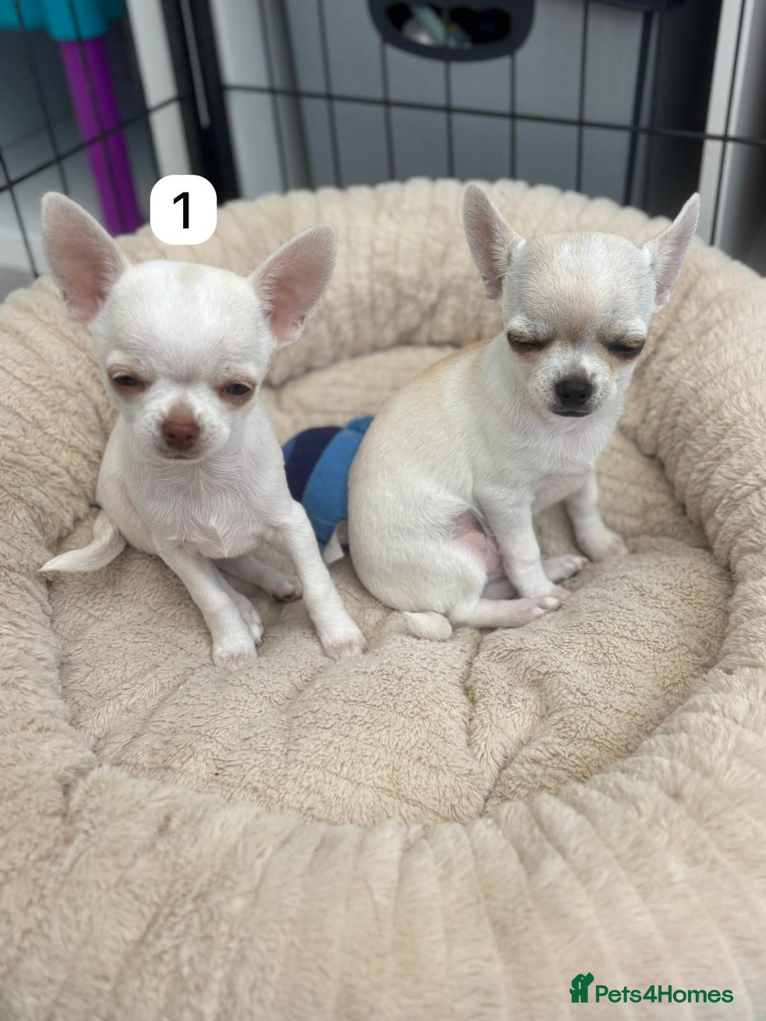 Chihuahua dogs for sale: Gorgeous full chihuahua pups  - Image 9