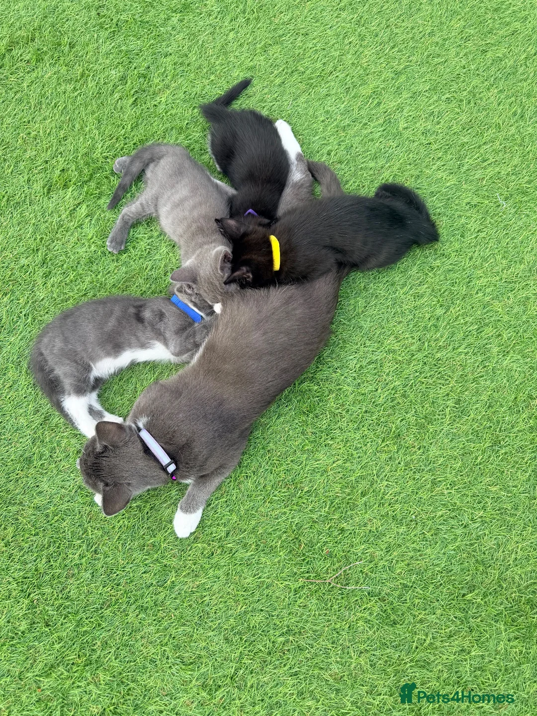 Mixed Breed cats for sale: Pretty grey kitten  - Advert 2