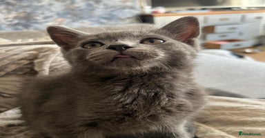 Russian Blue cats - Advert 4