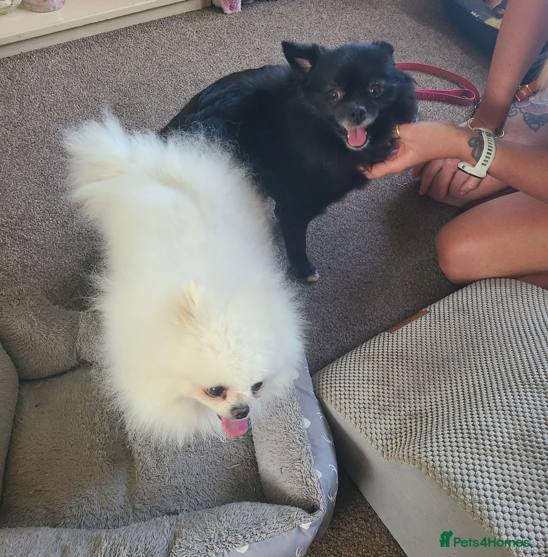 Pomeranian dogs for stud: White KC Registered pomeranian. *Stud duties only* - Advert 18